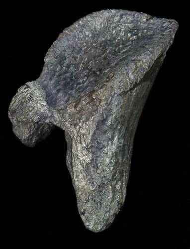 Rooted Triceratops Tooth - Montana #66900